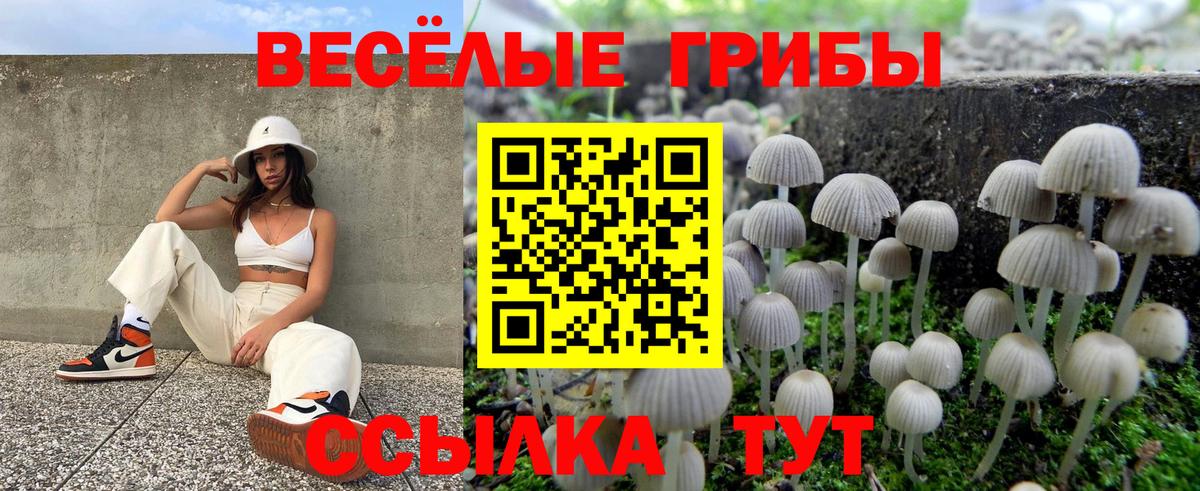 Красноармейск  Галлюциногенные грибы Psilocybe  Вход с VPN 
